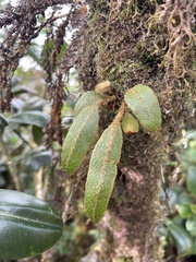 Elaphoglossum paleaceum