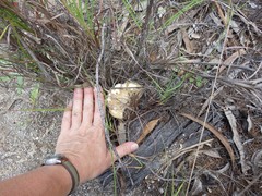 Boletus austroedulis