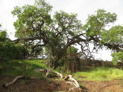 Quercus × macdonaldii