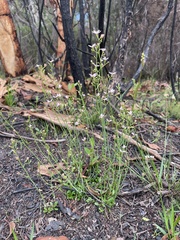 Stylidium ornatum