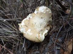 Boletus austroedulis