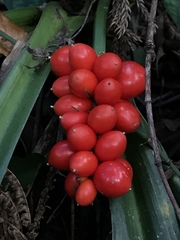 Rohdea fargesii