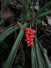 Rohdea fargesii