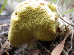 Boletus austroedulis