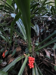 Rohdea fargesii