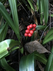 Rohdea fargesii
