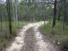 Boletus austroedulis