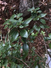 Rhododendron ovatum