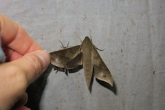 Xylophanes hannemanni