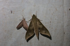 Xylophanes hannemanni