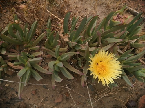 Carpobrotus edulis