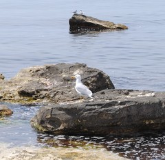 Larus cachinnans