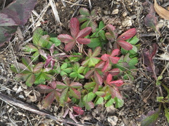 Potentilla kleiniana