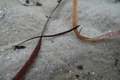 Pugnaso curtirostris