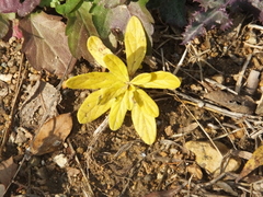 Tournefortia sibirica