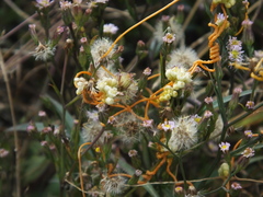 Cuscuta australis
