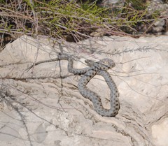 Natrix tessellata