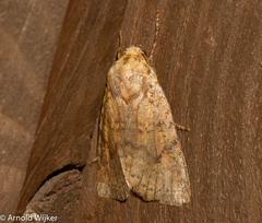 Conistra staudingeri