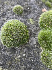 Grimmia pulvinata
