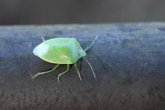 Glaucias subpunctatus