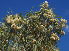 Corymbia opaca