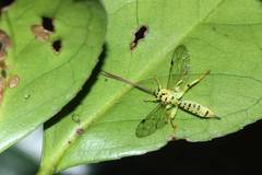 Xanthopimpla clavata