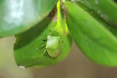 Glaucias subpunctatus