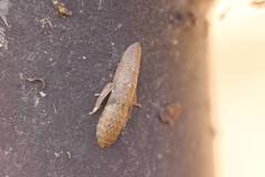 Ledropsis discolor