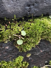 Ptychostomum capillare