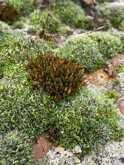 Orthotrichum anomalum