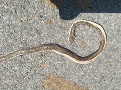 Dendrelaphis
