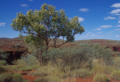 Corymbia opaca