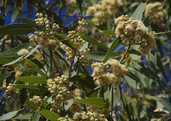 Corymbia opaca