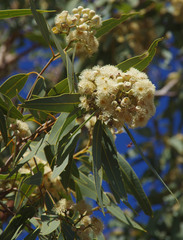 Corymbia opaca