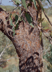 Corymbia opaca