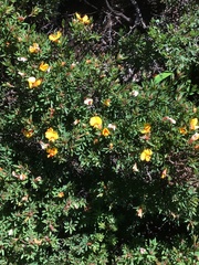 Pultenaea muelleri