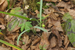 Galanthus alpinus