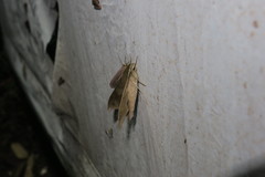 Xylophanes hannemanni
