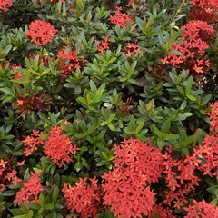 Ixora coccinea