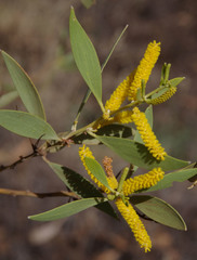 Acacia acradenia