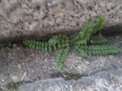 Asplenium trichomanes