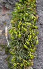 Grimmia pulvinata