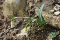 Galanthus alpinus