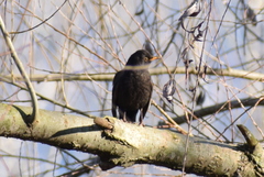 Turdus merula