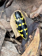 Cyrioides imperialis