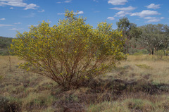 Acacia acradenia