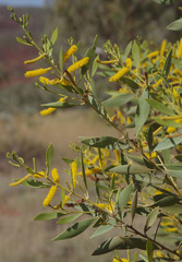 Acacia acradenia