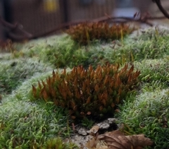 Orthotrichum anomalum