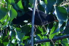 Turdus merula