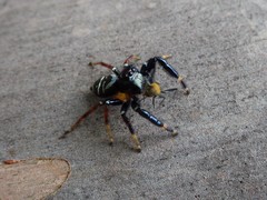 Zenodorus metallescens